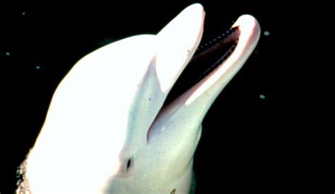 Tragic Story of Albino Dolphin Captured By Miami Seaquarium Shows the Real Cost of Captivity ...