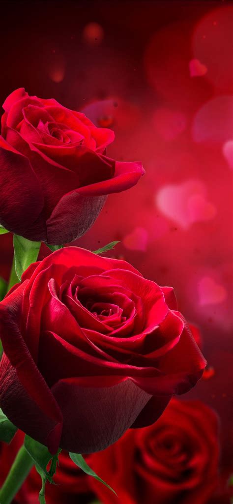 Love Rose Wallpapers - Top Free Love Rose Backgrounds - WallpaperAccess