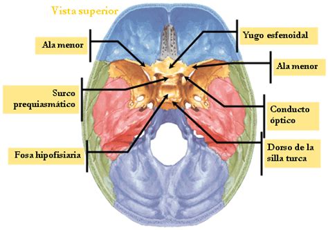 Hueso Esfenoides Wikimedici