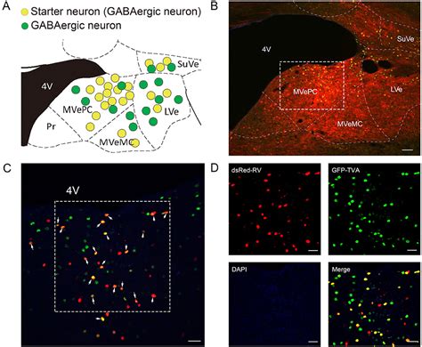 Frontiers Whole Brain Monosynaptic Outputs And Presynaptic Inputs Of