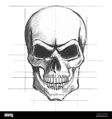 Skull Pencil Sketch Vector Stock Vector Image Art Alamy