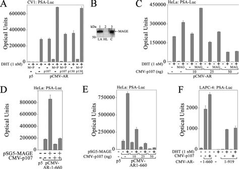 Proto Oncogene Activity Of Melanoma Antigen A Mage A Regulates