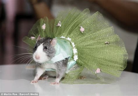 The Quirky Globe: High fashion in the rat race....