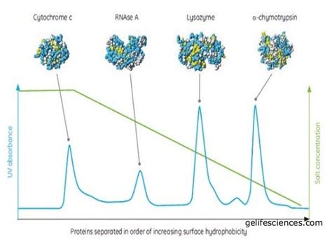 Hydrophobic Interaction Chromatography 1