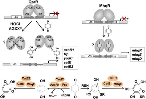 Redox Sensing Of Quinones And Antibiotics By The Marr Type Repressors