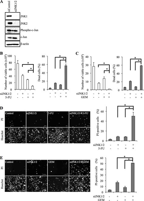 siRNA-mediated JNK knockdown sensitizes pancreatic cancer stem cells to ...