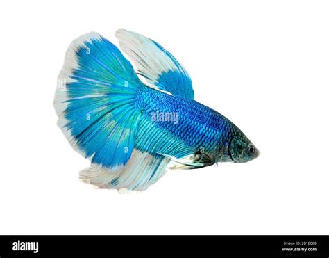 Blue Siamese Fighting Fish Hi Res Stock Photography And Images Alamy