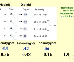 BIOL241 L14 Population Genetics The Hardy Weinberg Equilibrium