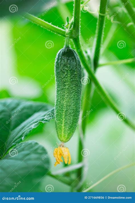 Small Cucumber on Plants in the Vegetable Garden. Stock Photo - Image of branch, crop: 271669856