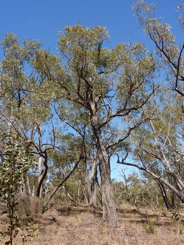 Eucalyptus Macrorhyncha INaturalist Mexico