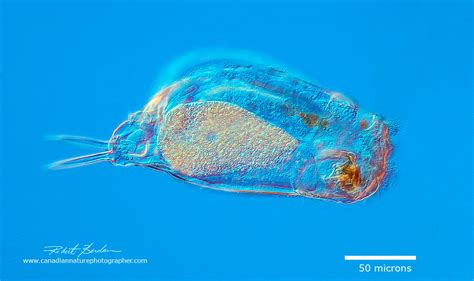 Rotifers Slide