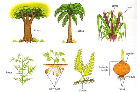 Caules O Que Fun O Tipos Estrutura Curiosidades Ler E Aprender