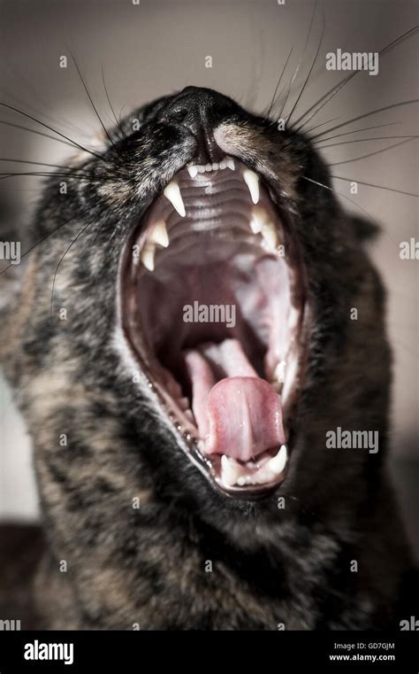 Black Cat Yawning Hi Res Stock Photography And Images Alamy