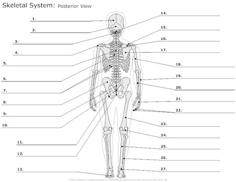 Diagram Of The Skeletal System Lateral And Posterior View Hu