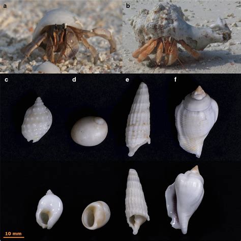 The two co-occurring hermit crab species and the four most commonly ...