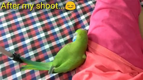 Indian Ringneck Parrots Doing Funny Things Bebo Playing With My Clothes Youtube