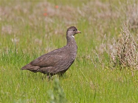 Ebird Checklist Aug West Coast Np Species