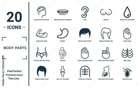 Body Parts Linear Icon Set Includes Thin Line Male Head Side View With