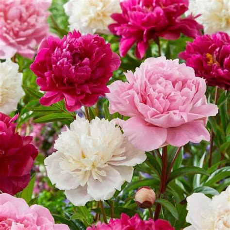 Garden State Bulb Peony Pink And White Mixed Flower Bulbs Live Bare