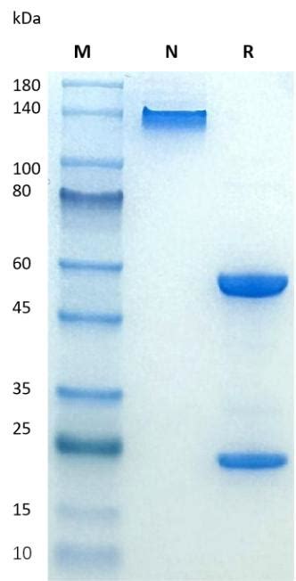 Nesvacumab Antibody Kyinno Bio