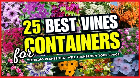 25 Stunning Vines Perfect For Containers Pots Climbing Plants That