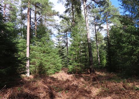 Conifer Woodland Anne Burgess Cc By Sa 2 0 Geograph Britain And