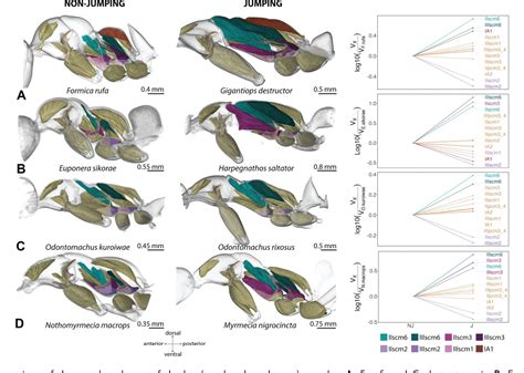 Figure 2 From Parallel And Divergent Morphological Adaptations