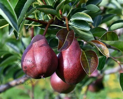 Pyrus Communis Rote Williams Laagstam Kopen Handpeer