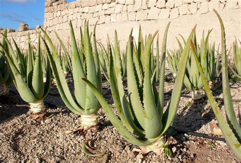 Aloe Vera Propriet