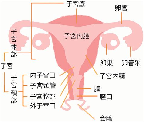 コンプリート！ 妊娠 子宮の位置 177289 妊娠 子宮の位置 変化