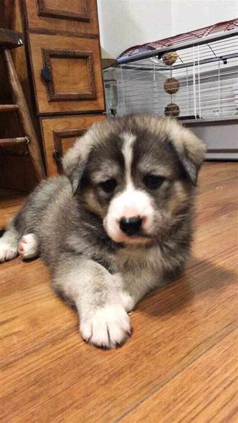 Golden Retriever German Shepherd Husky Mix