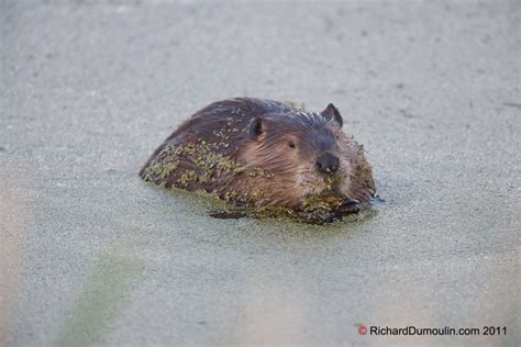 BEAVER IN PHOTO(S) - RichardDumoulin.com