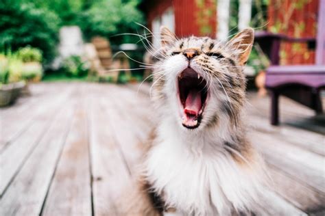 猫が「アオーン」と鳴く時の気持ち ねこちゃんホンポ