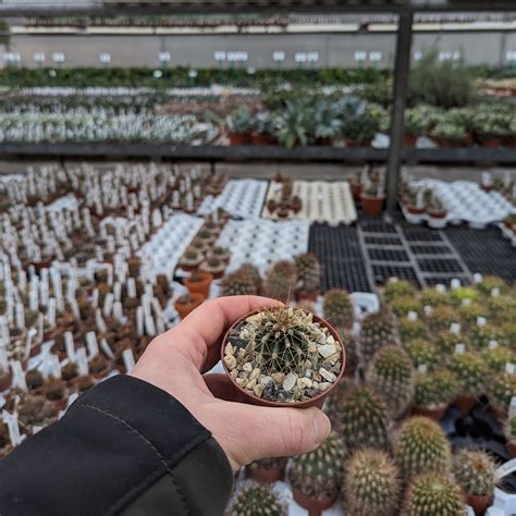 Carnegiea Gigantea Saguaro Uhlig Kakteen More Than 5 000 Different