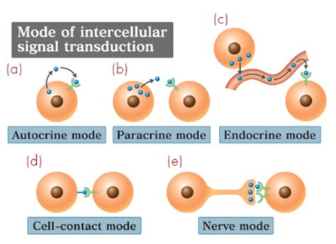 Signal Transduction Flashcards Quizlet