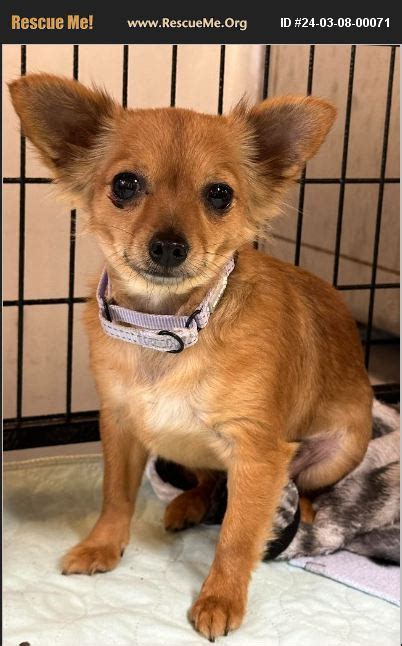 ADOPT 24030800071 Chihuahua Rescue Lorena TX