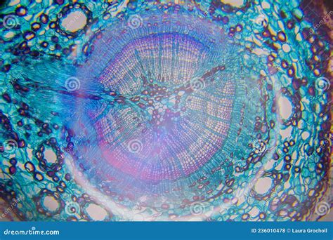 Microscopy Of A Tree Cell Stock Illustration Illustration Of Line