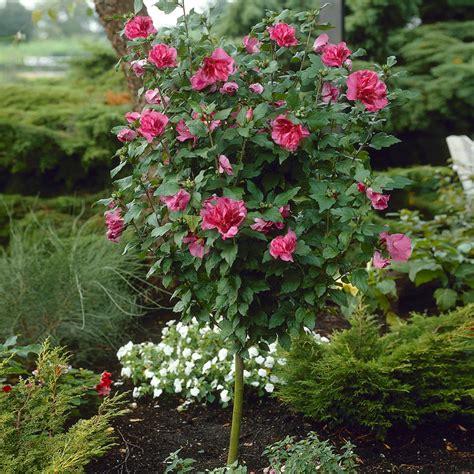 Red Rose of Sharon Althea Trees for Sale | BrighterBlooms.com