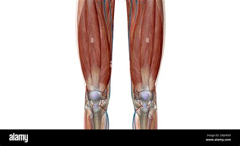 The Knee Joins The Thigh Bone Femur To The Shin Bone Tibia D