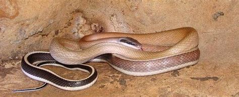 rat snake Archives | ThailandSnakes