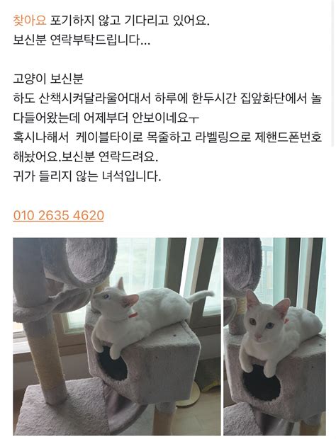 이상한작은것 On Twitter 당근도 천불나서 못보겠어 제주 자연에서 상황따라 외출냥 한다는데 왜 뭐라하냐 내맘이다