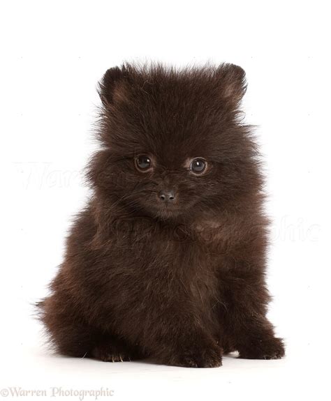 Dog: Black Pomeranian puppy sitting photo WP47467