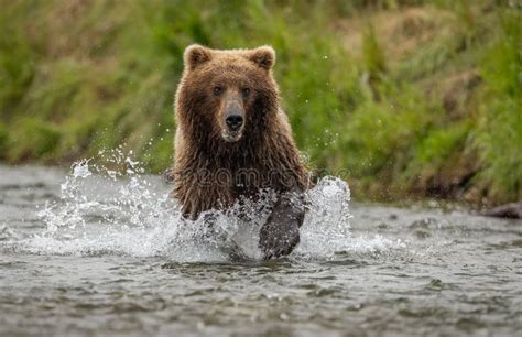 Brown Bear Fishing for Salmon in Alaksa Stock Photo - Image of seal ...