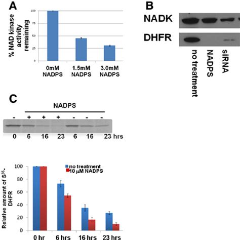 A Decreased Dhfr Level By Nad Nadp Analogs Is Attributable To Neither