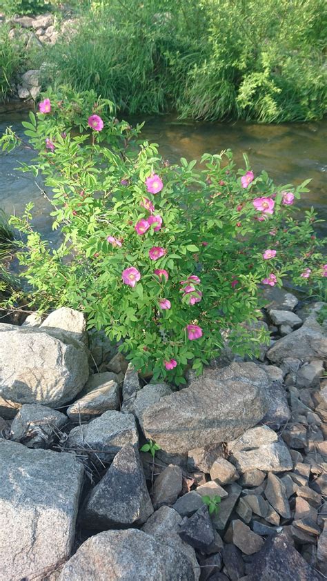 Flowers Bush Rose Free Photo On Pixabay Pixabay