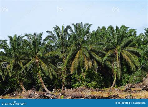 African Oil Palm Elaeis Guineensis Oil Palm Originates From West