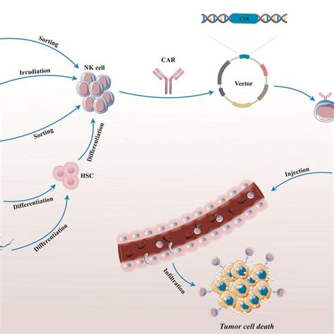 The Car Nk Cell Production Process Procured Or Established Nk Cells