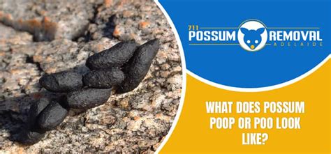 What Does Possum Poop Or Poo Look Like? - 711 Possum Removal Adelaide