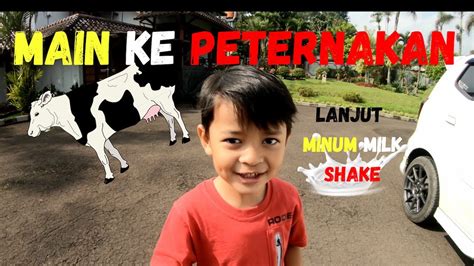 Mahesa Dan Aira Main Lihat Sapi Di Erif Farm Field Youtube