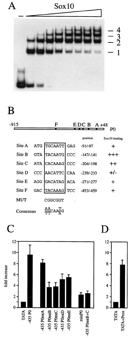 The Proximal Region Of The P Promoter Contains Multiple Sox Bind Ing